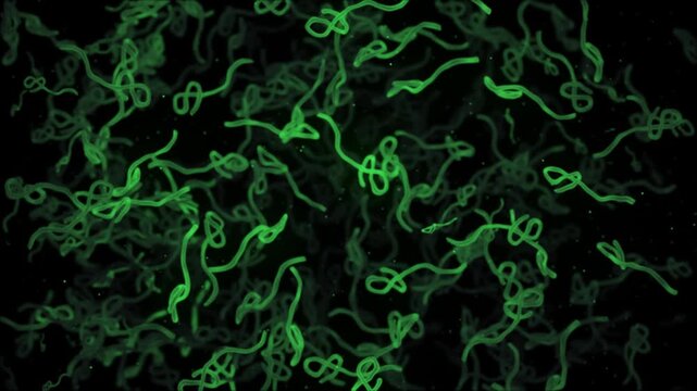 Microscopic view of infectious Ebola Virus cells or virions colored green with the GFP gene, green fluorescent protein. Full HD and looping medical and healthcare concept animation.