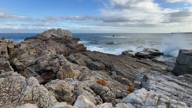 Well camouflaged Rock Hyraxes (Procavia capensis) on Rocky Coastline in Hermanus, South Africa.