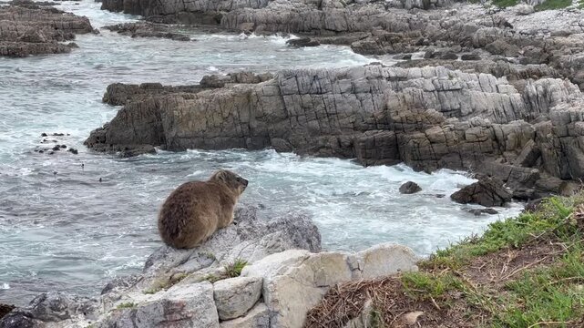Rock Hyrax (Procavia capensis) Observing Ocean Waves on Rocky Coastline in Hermanus, South Africa.