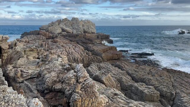 Well camouflaged Rock Hyraxes (Procavia capensis) on Rocky Coastline in Hermanus in South Africa.
