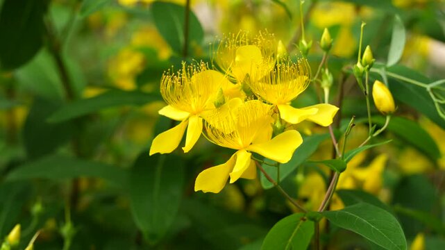 Documentary of Nature - Close up of a single Chinese Hypericum (Chinese St. John's Wort)