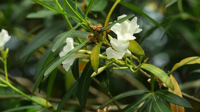 White Oleander Flower in Nature (4K High Res)
