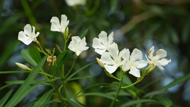 White Oleander Flower in Nature during the day (4K High Resolution)