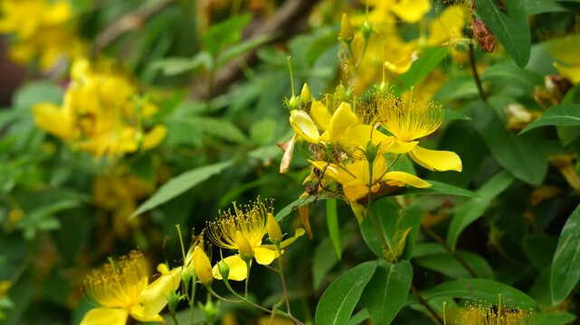 Chinese Hypericum (Chinese St. John's Wort) growing suring late spring in 4K
