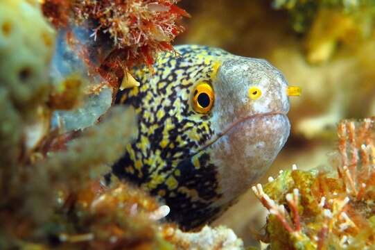 Spotted moray eel hiding in the vivid coral reef. Underwater animal on the tropical reef. Travel underwater photo, wildlife in the ocean. Colorful marine life, reef scenery.