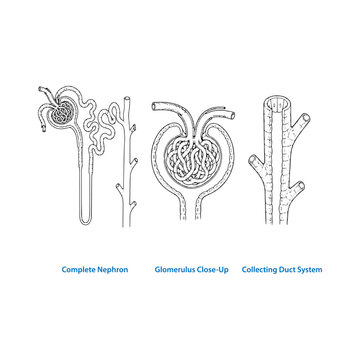 Complete nephron glomerulus close up and collecting duct system kidney anatomy diagram.