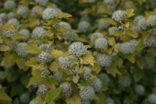 Close-up of white corymb flowers of Physocarpus opulifolius or common ninebark blooming on a decorative bush with yellowish green foliage.