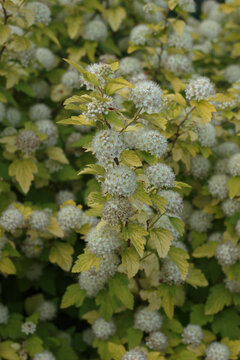 Close-up of white corymb flowers of Physocarpus opulifolius or common ninebark blooming on a decorative bush with yellowish green foliage.
