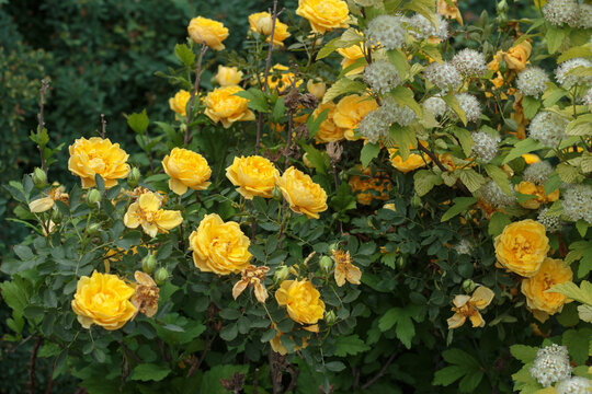 Beautiful garden view of bright yellow double shrub roses blooming alongside white common ninebark flower clusters on decorative bushes in summer.