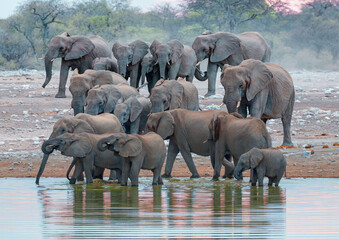 A group of elephant families go to the water's edge for a drink - African elephants standing near lake in Etosha National Park, Namibia © muratart