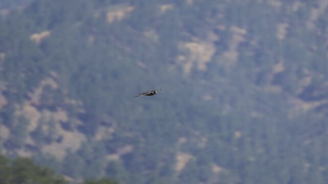 Eleonora's falcon (Falco eleonorae) flying in the sky over Troodos mountains in Cyprus