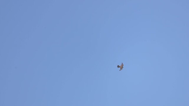 Eleonora's falcon (Falco eleonorae) flying in the sky over Troodos mountains in Cyprus