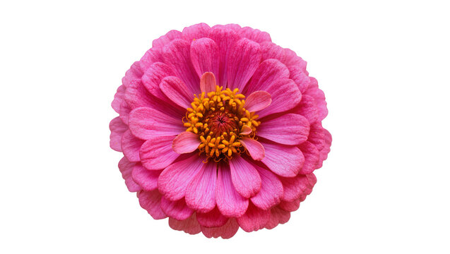 Isolated vibrant pink zinnia flower bloom with intricate petals and bright orange center