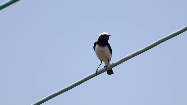 Cyprus wheatear (Oenanthe cypriaca) male perched on an electric wire
