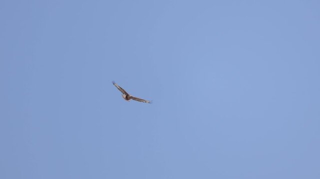Long-legged buzzard (Buteo rufinus) flying in the air while being harassed by a hooded crow (Corvus cornix)