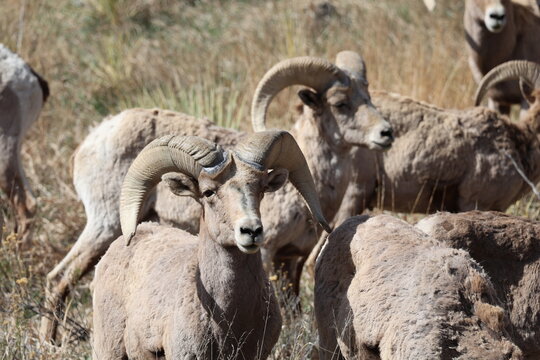 a group of bighorn sheep rams