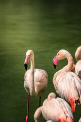 A close-up profile portrait of a beautiful pink greater flamingo standing in the water with a flock in the background. © Rudolf