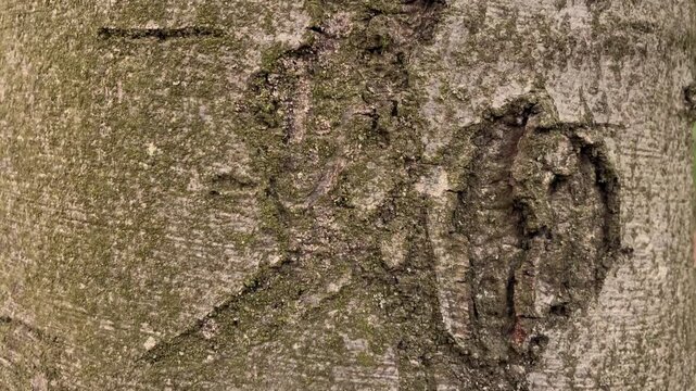 Tree Bark Texture: A close-up, macro shot reveals the intricate, rough texture of tree bark, showcasing natural patterns and the subtle hues of lichen and moss.