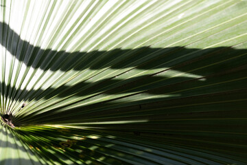 Fototapeta premium Sunlit Tropical Palm Leaf Close-Up, texture and pattern of Palm Leaf