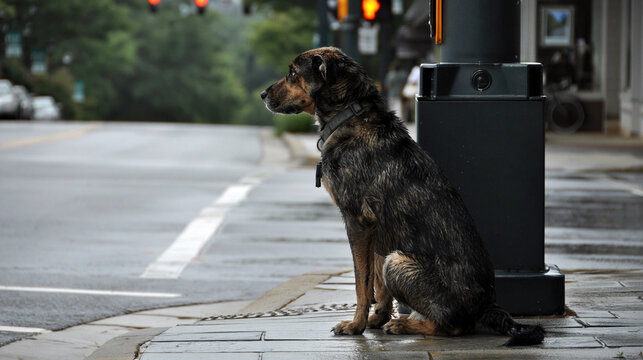Dog waiting at pedestrian light on city street