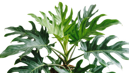 Isolated exotic philodendron plant with deeply dissected green foliage for interior design. © Gabriel