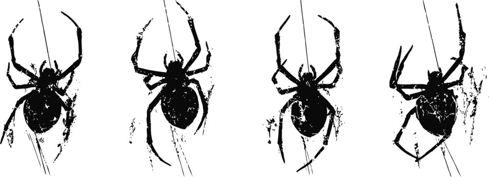 black widow spiders isolated on white background with detailed body and legs in different poses