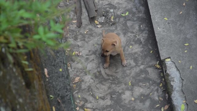 Chubby little cure brown puppies. Scratching their skin. Puppy siblings walking away to hide. Adorable bunch of fluffy little dogs.