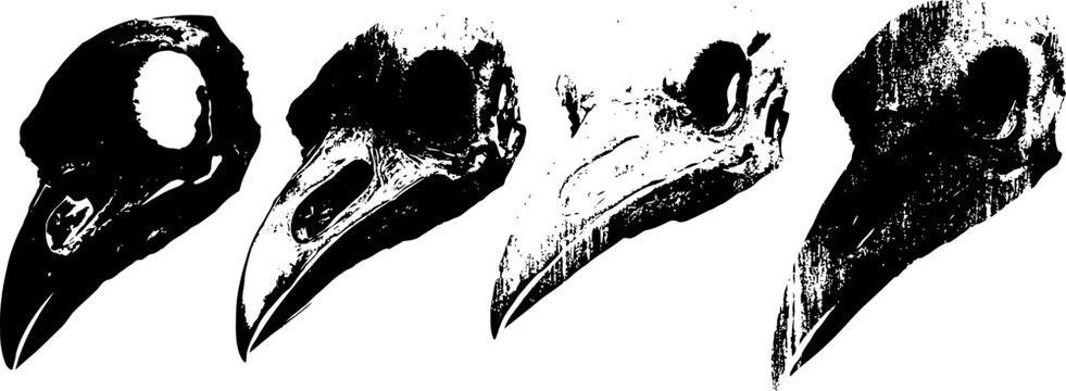 four black and white bird skull illustrations with distinct beak shapes in vintage
