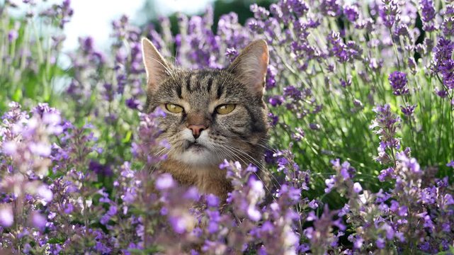 tabby cat surrounded by a field of flowering catnip plants, outdoors in sunny garden