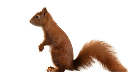 Isolated red squirrel standing upright in profile, furry rodent animal on hind legs. © ROCKETX