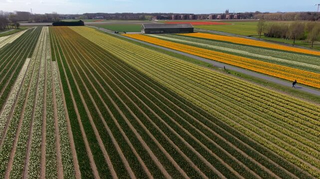 Aerial view of colorful flower fields arranged in long parallel rows with a road and a farm building, surrounded by farmland and a distant town in the Netherlands.