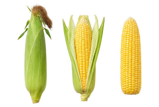 Corn cobs with husk and kernels, isolated on transparent background