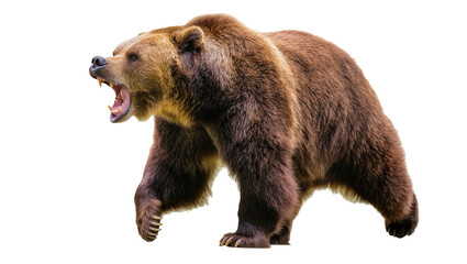 Fototapeta premium Isolated brown grizzly bear walking and roaring fiercely, majestic wild animal portrait