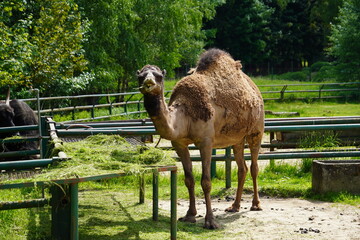 Naklejka premium camel in the zoo