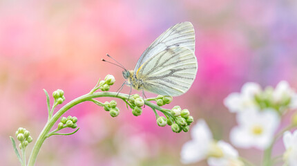 Fototapeta premium Close-up photo of yellow butterfly (Clouded Yellow) sitting on plant branch, white flowers on blurred pink-purple-blue background, nature macro, bokeh, summer meadow.