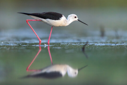 Stilt in the danube delta