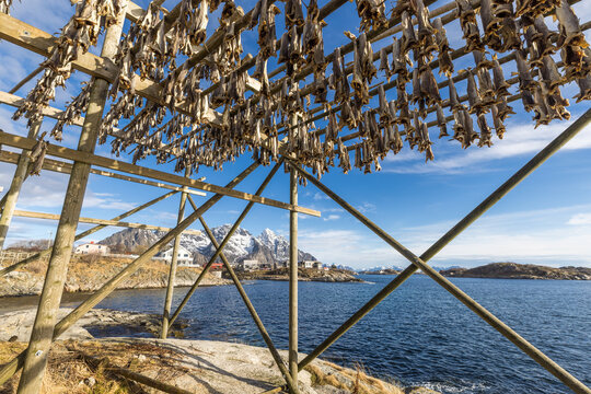 Cod drying on traditional wooden racks in the Lofoten Islands of Norway