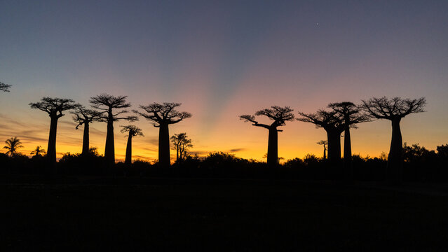 Sunset at baobab allee Morondava