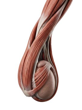 Anatomical 3d illustration of the human testicle and cremaster muscle, showing the spermatic cord and surrounding structures