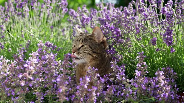 tabby cat surrounded by a field of flowering catnip plants, licking it&rsquo;s mouth, outdoors in sunny garden