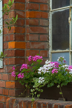 Blumenkasten mit bl&uuml;henden Begonien am Backsteinhaus vor Fenster stehend