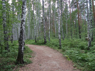 Fototapeta premium path in the woods