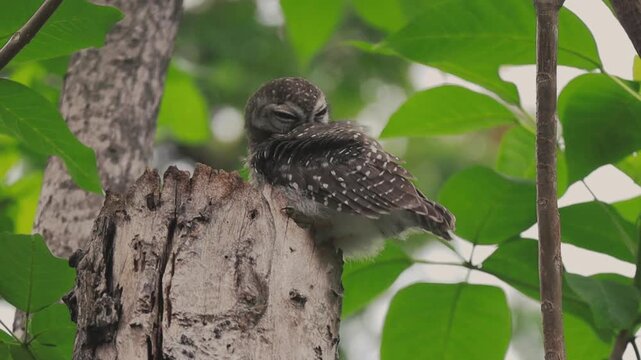 Cute Spotted Owlet Resting and Preening Feathers on a Tree Stump in a Lush Green Setting of Nature
