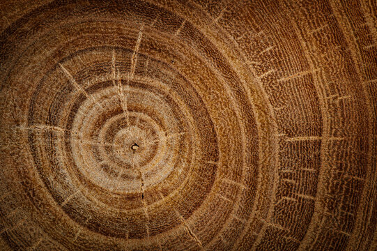  Stump of oak tree felled - section of the trunk with annual rings. Slice old oak wood. A cross-section of an old tree trunk with growth rings on it. 