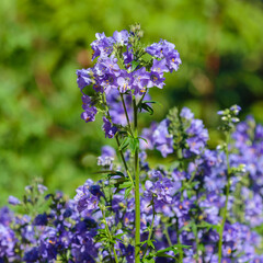 Obraz premium Polemonium caeruleum, or Polemonium azureum ( Latin- Polemonium caeruleum ) is a species of plant of the genus Polemonium. Nature wallpaper
