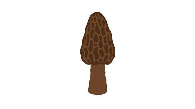 Detailed brown morel mushroom isolated on white background.