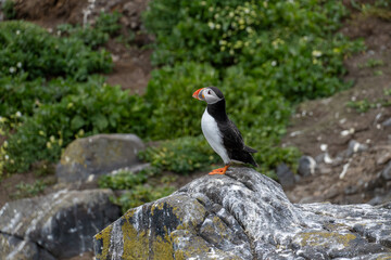 Fototapeta premium Atlantic Puffin on Coastal Lookout