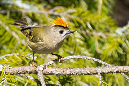 Goldcrest