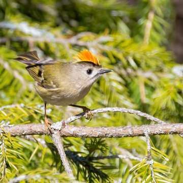 Goldcrest