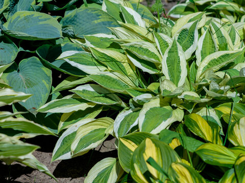 Hosta is a plant with large decorative leaves. Hosta leaves in close‑up. Different varieties of hostas grow in the garden.
